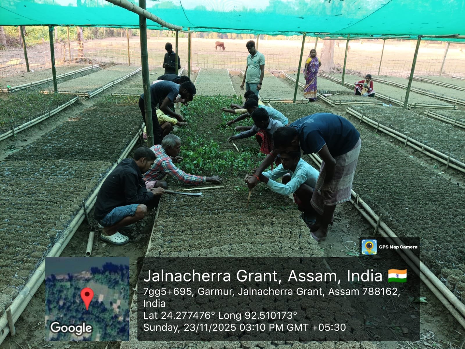 Sustainable Livelihoods: Establishment of a Medicinal Plant Nursery in Hailakandi