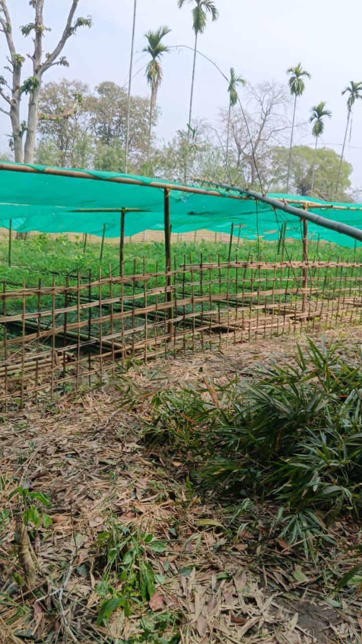 Sustainable Livelihoods: Establishment of a Medicinal Plant Nursery in Hailakandi - Photo 1